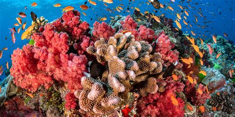 Unlocking the secrets of coral witchcraft with a camera
